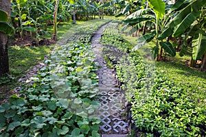 Walkway on green grassy