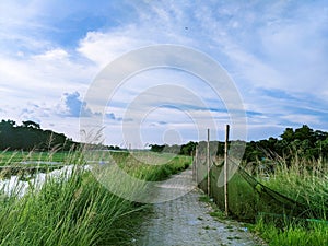 A walkway through the green and yellow fields under dramatic blue sky