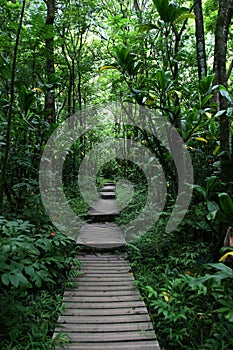 Walkway through Hawaii forest