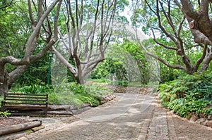 Walkway in the Kirstenbosch National Botanical Gardens