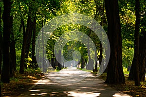 Walkway Lane Path With Green Trees in city park. Beautiful Alley In Park