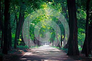 Walkway Lane Path With Green Trees in city park. Beautiful Alley In Park