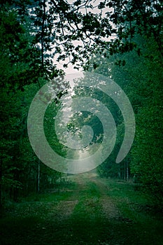 Walkway Lane Path With Green Trees in a foggy Forest. Beautiful Alley In Park. Pathway Way Through Dark Forest