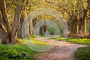 Walkway Lane Path With Green Trees in Forest. Beautiful Alley In Park. Pathway, natural tunnel, Way Through Summer Forest