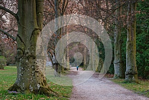 Walkway Lane Path With Green Trees in Forest. Beautiful Alley, road In Park. Pathway, natural tunnel