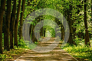 Walkway Lane Path With Green Trees in Forest. Pathway Way Through