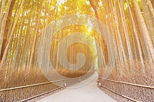 Walkway leading in to Bamboo forest Kyoto Japan