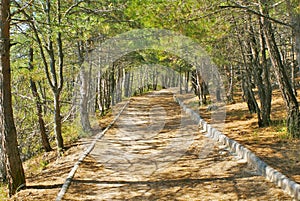 Walkway in light green pine forest