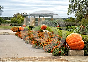 Walkway lined with French marigold flowers, hedges and pumpkins at the Dallas Arboretum and Botanical Garden in Texas.
