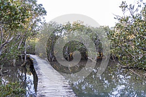 Walkway through the mangrove forest