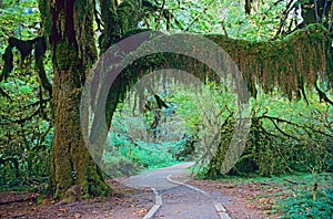 Walkway in Olympic National Park