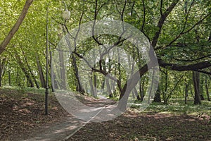 Walkway in the park in the shadow of green dressings. Beautiful landscape of summer forest