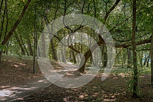 Walkway in the park in the shadow of green dressings. Beautiful landscape of summer forest