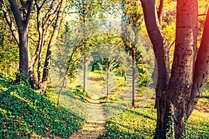 Walkway in the park in sunny day