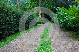 Walkway path to green garden