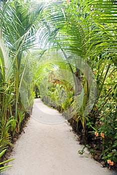 Walkway path through tropical jungle to beach resorts Little Co