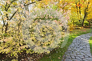 Walkway paver in autumn park. Yellow trees, shrubs and bushes. Stone winding path on grass, fall