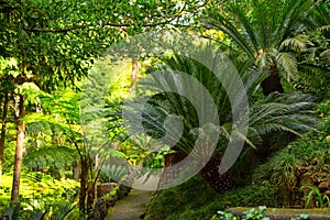 The walkway among the plants in a tropical garden