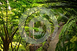 The walkway among the plants in a tropical garden