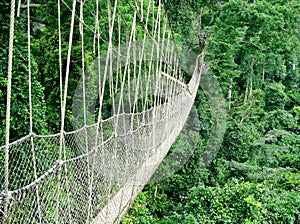 Walkway in rain forest