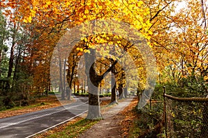 Walkway and road passing under golden trees.