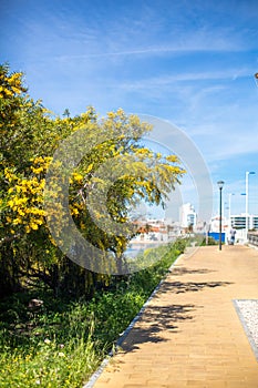 The walkway runs along the flowering mimosa trees on a clear day at the side of the bridge over the River Arade in PortimÃ£o city