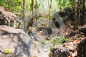 Walkway on the side has big stone in the dipterocarp forest at the mountain, Op Luang National Park, Hot, Chiang Mai, Thailand.
