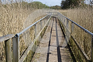 Walkway at the Somerset wetlands wildlife reserve