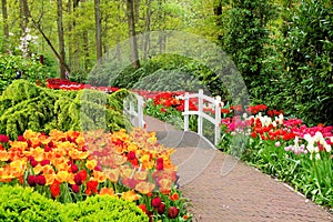 Walkway through spring flowers