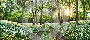 Walkway through a spring forest with blooming white flowers. Wild garlic photo