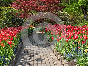 Walkway in a spring garden