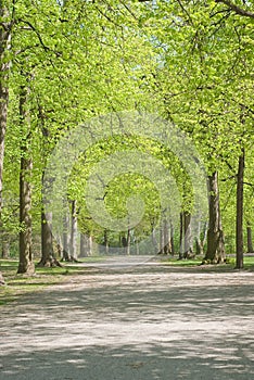 Walkway Through Spring Scenery