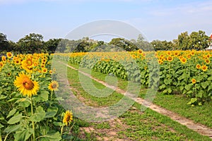 Walkway in sunflower farm