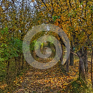 A walkway surrounded with apple trees on both sides in the beautiful season of autumn