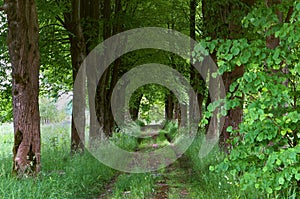 Walkway of tall old green trees, the old dirt road between the tall trees