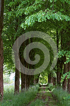 Walkway of tall old green trees, the old dirt road between the tall trees