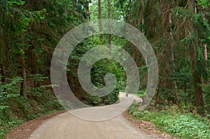 Walkway of tall old green trees, the old dirt road between the tall trees