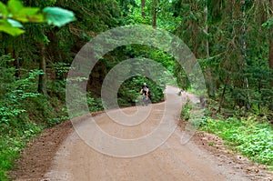 Walkway of tall old green trees, the old dirt road between the tall trees