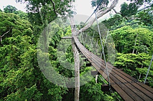 A Walkway in the Thai Jungle