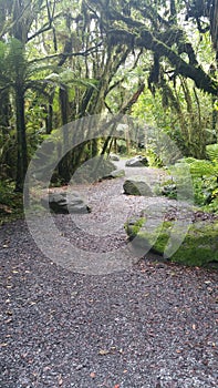 Walkway to fox glacier