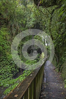 Walkway to Mangapohue Natural Bridge