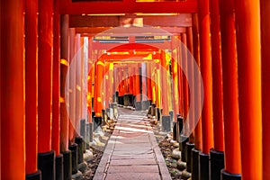 walkway of Torii gates in Fushimi Inari Taisha Shrine with sun beams, tourist famous place in Japan, Kyoto