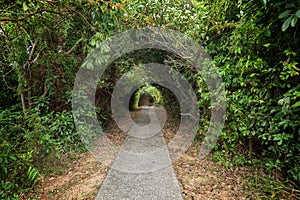 Walkway and tree tunnel at the Lamma Island