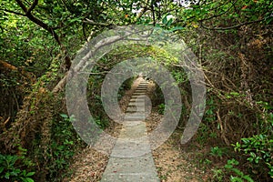 Walkway and tree tunnel at the Lamma Island