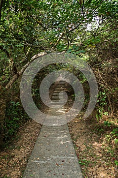 Walkway and tree tunnel at the Lamma Island