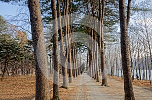 The walkway between the trees on both sides