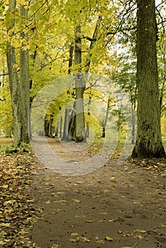Walkway among the trees in an old park in Russia in the fall. photo