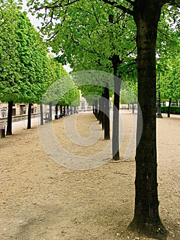 Walkway and trees in a public park