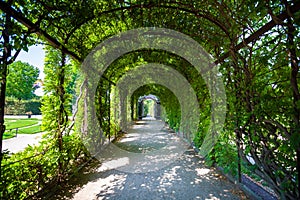 Walkway under a green natural tunnel photo
