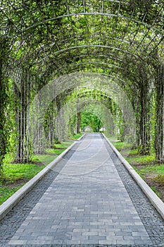 Walkway under pergola